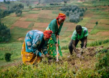 How to Reduce Food Loss and Food Waste in Africa